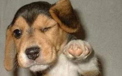 Photograph of a dog pointing at you