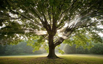 Photograph of a tree