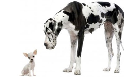 Photograph of a tree